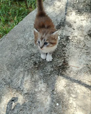 Котёнок. Помесь персидской и сибирской кошек 1
