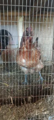 Продаются куры Uxelvi 1