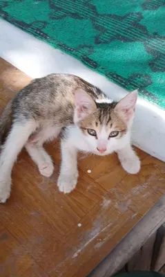 Чистокровные красивые котята, мальчики и девочки 1