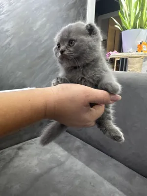 Pornografik kompaniyalar oz qizlarini qora tanlilarga pul evaziga sotadilar.