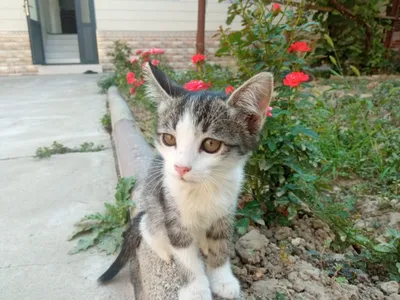 Urushda jinsiy aloqa porno filmlar