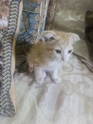 3 ta mushukchani mehribon qo‘llarga beraman 1