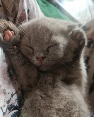 Scottish Fold mushukchalari 1
