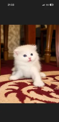 Продаются кошки 1