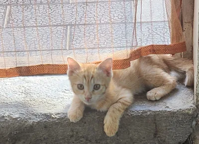 Веселая игривая кошка