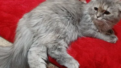 Eng yaxshi qin va kokrak uchun yalangoch jojalar ortasidagi raqobat