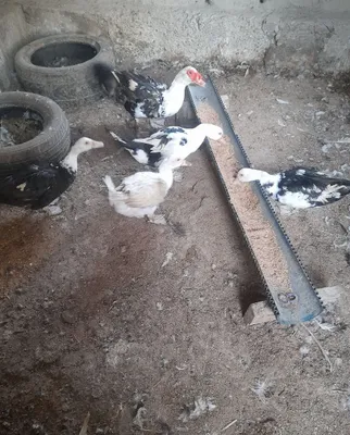 Продаются индоутки 1
