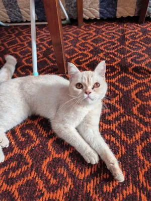 Продаются кошки 1