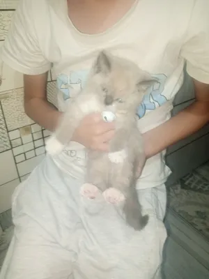 mushuk zotdor jinsi erkak 1