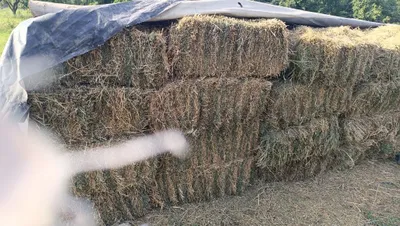 Продаётся прессованная люцерна Beda Press 1