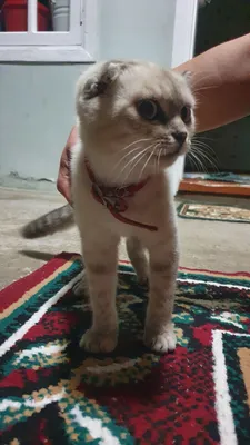 кошка мушук 1