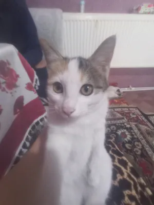 Продаётся котёнок 1