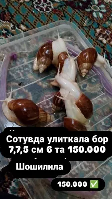 косметология улитка