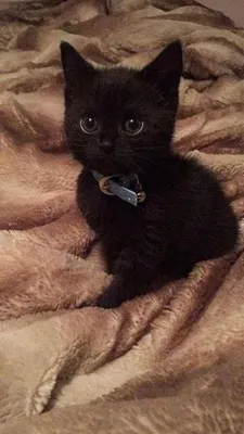 Котята бесплатно! 1