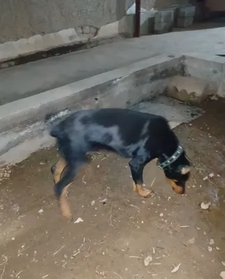 Doberman qizbola 1
