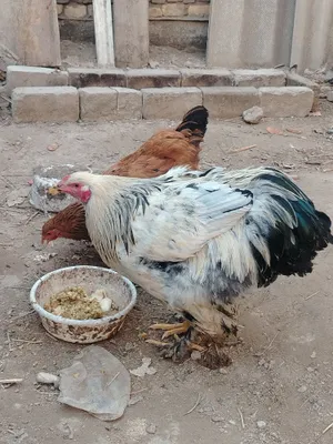 Brama tovuq va xxo'roz bir jup 1