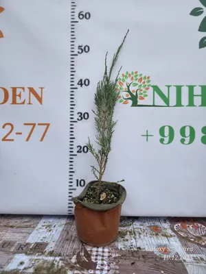 Можжевельник блю эрроу саженец 1