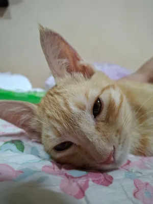 Котёнок бесплатно отдаётся в хорошие руки 3