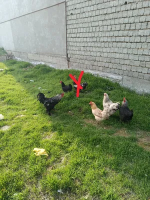 4 курицы и 1 петух