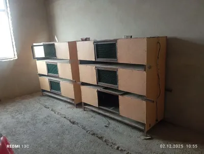 Bedana joja raddomi sotiladi