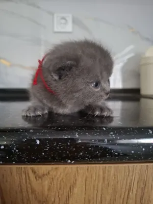 Кошки из Джизака 1