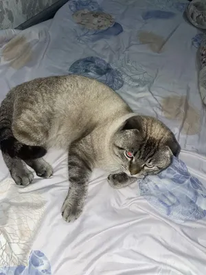 Шотландский фолд 1