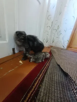 4 oylik shotland buklama quloqli mushukcha 1