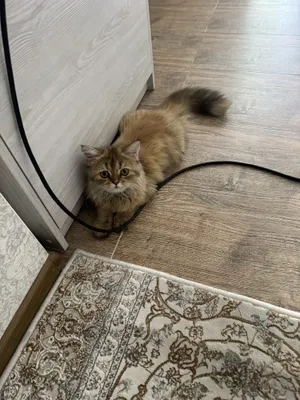 Продам свою кошку