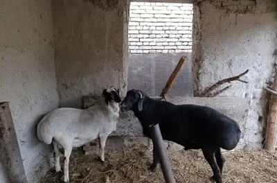 Казахстанские овцы, 2 штуки 1