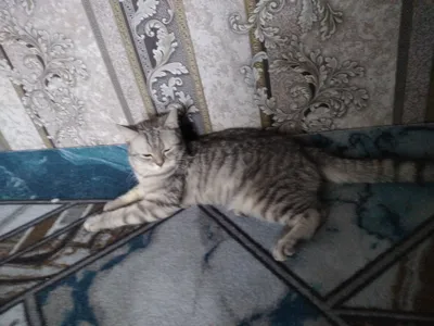 Mushuk 1