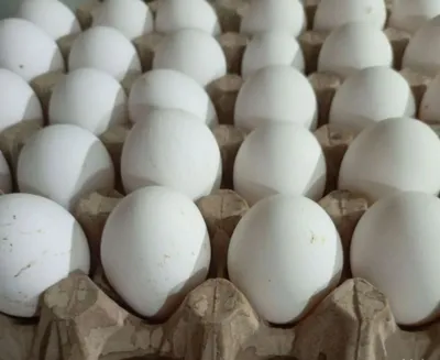 Leghorn zotining inkubatsion tuxumlari 1