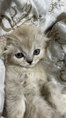 Пародистые котята! 1