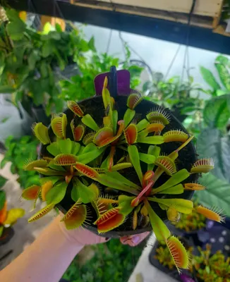 Muxa tutuvchi (Gollandiya) 1