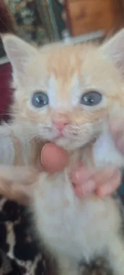 котята даром в добрые руки 1