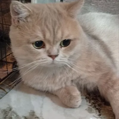 Вязка бесплатно. Передержка кошки 1