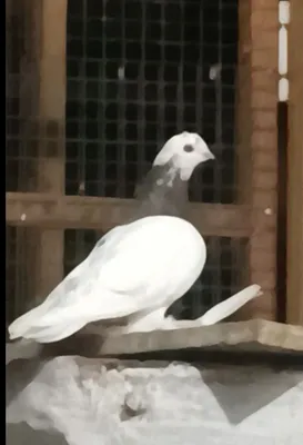 Qora Kapkan sotiladi 1