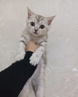 Чистоплотная красивая кошка