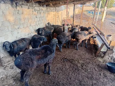 Boqilgan qoʻchqorlar 1