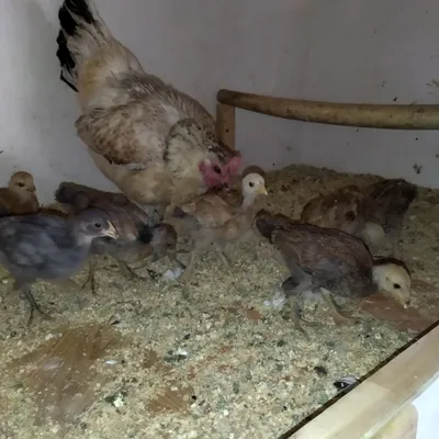 Kurk ona bolala sotiladi 1