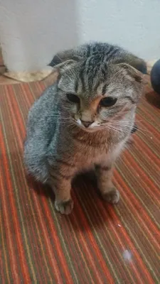Ласковая умная кошка 1