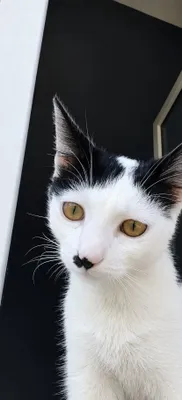 Отдам кота в добрые руки бесплатно 1