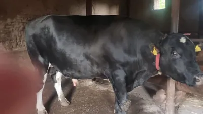 Qurbonlik uchun buqa vazni 900 kgdan 1000 kg gacha 1