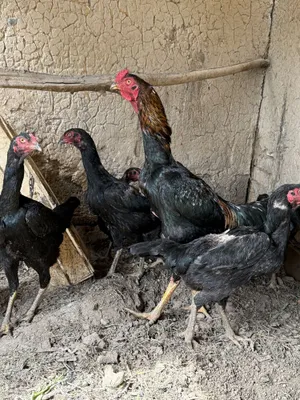 Dakan joʻja hoʻrozlar sotiladi. 1