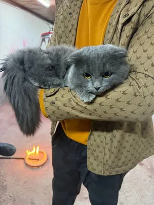 Аргинал — домашняя кошка