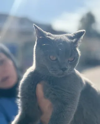 Срочно продаётся кошка 1