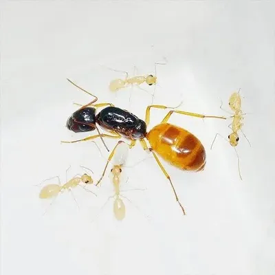 Муравьи camponotus fedtschenkoi