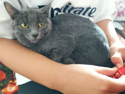 Nipellar, bachadon va boshqa erogen zonalarni qozgatish bilan penetratsion bolmagan jinsiy aloqa