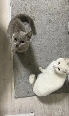 Продаётся кошка 1