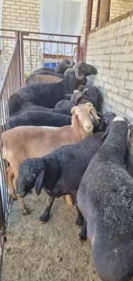 Услуга по забою барана 1