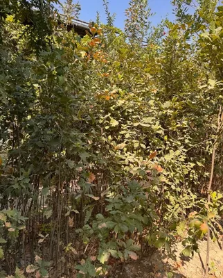 Manzarali dub kochatlari 1